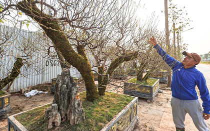 Người dân 'thủ phủ' trồng đào ở Hà Nội tất bật chuẩn bị cho Tết Nguyên đán