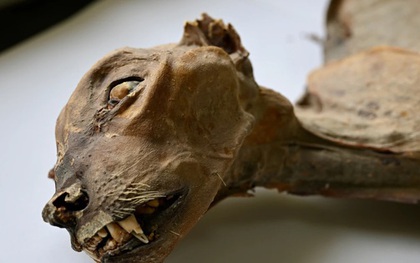 Phát hiện 7 “xác ướp” nhưng không phải con người trong hang động Ả Rập Saudi