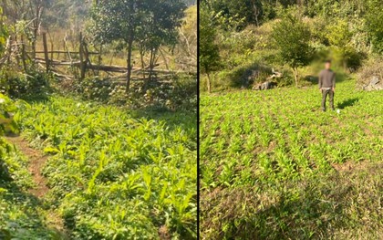 Bất ngờ khám phá “khu vườn bí mật” của 3 anh em họ Hoàng, thu giữ 7.838 cây rau lạ