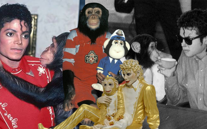 Con tinh tinh có cuộc đời xa hoa nhất thế giới, từng theo Michael Jackson tiệc tùng thâu đêm, hiện tại khiến ai cũng sững sờ