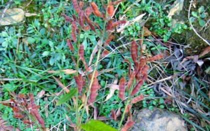 Ra bờ suối hái cây dại "đầy côn trùng”, ai ngờ bán hơn 500.000đ/kg, người mua tranh nhau rút ví