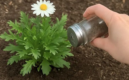 Rắc thứ này ra vườn, sâu hại không dám bén mảng, cây cối xanh tươi bất ngờ