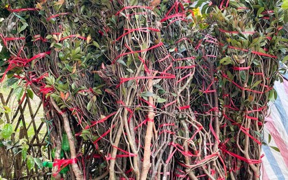 Không phải lan, đây mới là loại hoa được giới nhà giàu chuộng mua chơi Tết: Giá vài triệu tính theo cành
