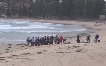 Kinh hoàng cảnh người đàn ông bị cá mập tấn công và cuốn trôi tại bãi biển du lịch