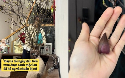 Vì sao nói chơi Hoa Mộc Lan là "môn thể thao mạo hiểm” nhất Tết Ngựa?