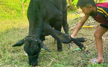 Xôn xao con bò có 6 chân, 2 chân "mọc" ở cổ