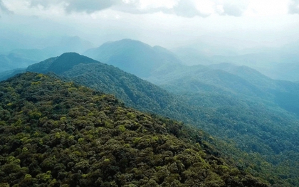Loài cực quý có giá trị cao vừa được phát hiện ở Việt Nam ở độ cao 1650m, khiến giới khoa học vui mừng
