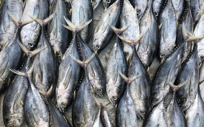 3 loại cá chứa nhiều thủy ngân nhất