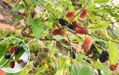 Loại cây quen thuộc, người xưa kiêng kỵ trồng vào Tết và đầu năm