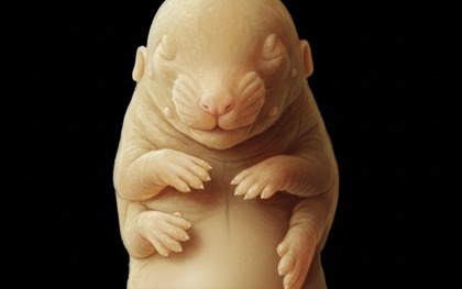 Các nhà khoa học đã vô tình tạo ra một phôi thai chuột 6 chân giống như các sinh vật trong phim 'Avatar'