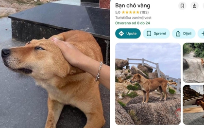 Chú chó vàng được đánh giá 5 sao trên Google Maps vì dẫn đường khách du lịch quá có tâm