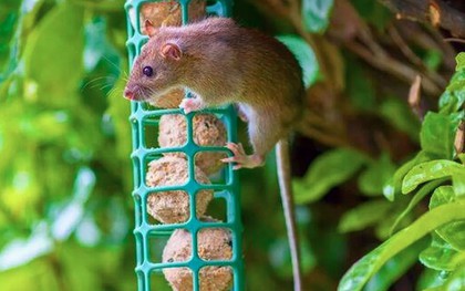 Xịt thứ này ra vườn mùa đông, chuột sợ hãi tránh xa, cây cối xanh tươi mơn mởn