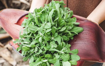 Từng bị coi là cỏ dại, 5 loại rau này được săn lùng như "đặc sản thiên nhiên": Ăn đúng rất tốt cho sức khỏe