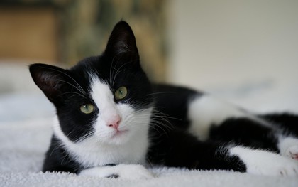 Kỳ tích chú mèo vượt 250km từ Tây Ban Nha tìm đường về Pháp sau 5 tháng mất tích