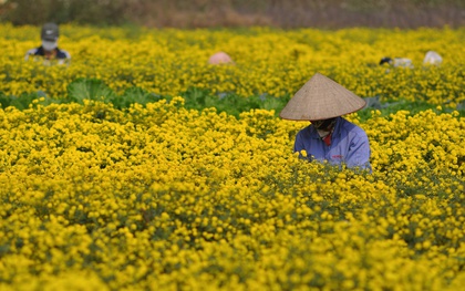 Từ "thượng phẩm tiến Vua" đến cánh đồng bạc triệu: Loài hoa vàng rực đang đổi đời nông dân