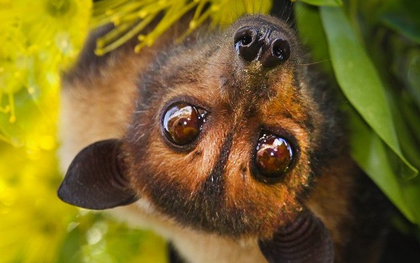 Không có vaccine, tỉ lệ tử vong tới 75%, có thể không triệu chứng: Bác sĩ giải thích vì sao dịch virus Nipah cần phòng tránh ngay từ đầu?