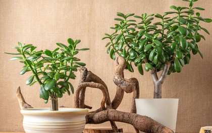 8 loại cây "rước" tài lộc, may mắn đến nhà vào năm 2026