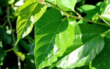 Loại lá "chuyên nuôi sâu" của Việt Nam hóa ra lại là dược liệu vừa hỗ trợ kiểm soát đường huyết, làm sáng da, lại giúp tóc đen khỏe