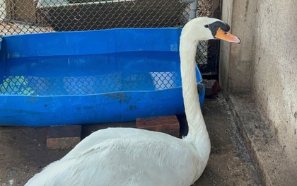 Thiên nga trắng bị trộm nhét vào ba lô mang khỏi Thảo Cầm Viên Sài Gòn