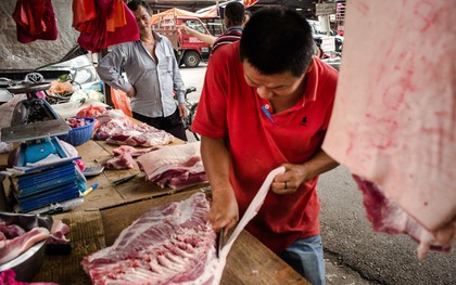 Không chỉ lây từ dơi, virus Nipah có thể truyền qua cả lợn và thịt lợn: Cảnh báo nguy cơ từ nguồn thực phẩm kém an toàn