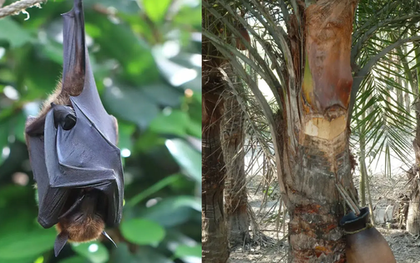 Món nước dễ chứa nguồn lây virus Nipah: Chuyên gia cảnh báo ngon, thèm mấy cũng phải tránh