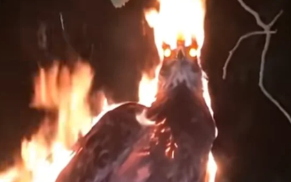 Xôn xao đoạn video phượng hoàng lửa đột ngột xuất hiện trong đêm tối, mạng xã hội chia rẽ thành 2 phe