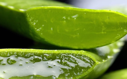 Loại cây ví như "thần dược" cho sức khỏe, hóa ra người Việt lại chỉ trồng làm cảnh