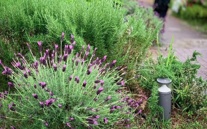 4 loại cây cần ít công chăm sóc nhất: Một khi đã bén rễ thì chẳng thèm “phiền” bạn