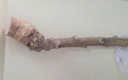 Nghe lời truyền miệng, người phụ nữ cắt loại cây "lạ" trong vườn ăn nào ngờ phải đi cấp cứu