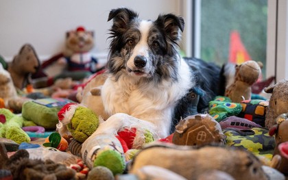 Chú chó thông minh nhớ tên 221 món đồ chơi, gây kinh ngạc giới khoa học