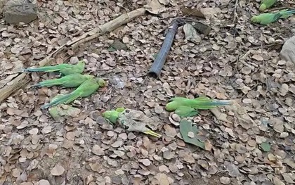 Phát hiện hơn 200 con chim chết bất thường trong khu rừng