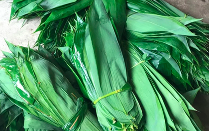 Những loại lá "độc lạ" ở Việt Nam xuất khẩu thu về triệu USD