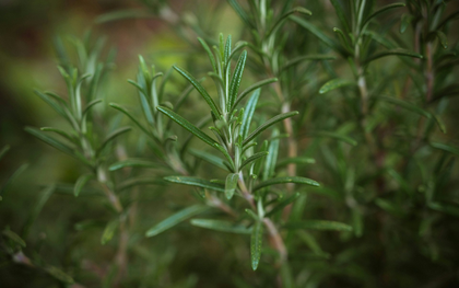 Chuyên gia Mỹ tiết lộ 6 loại thực phẩm chống lão hóa, giúp bạn trông trẻ hơn 2 tuổi, giảm 2kg trong 8 tuần!