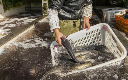 Mùa đông có 4 loại cá "dễ ngậm kim loại nặng" nên ăn ít, tiểu thương cảnh báo rẻ mấy cũng đừng mua