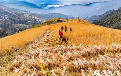 Phát minh của Trung Quốc làm rung chuyển ngành nông nghiệp: tạo giống lúa năng suất cao nhưng chi phí thấp, đã trồng gần 1 triệu ha