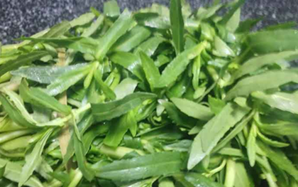 2 loại rau "khoái khẩu" của người Việt mùa se lạnh dễ là "ổ sán", nhất là cái số 1 ngoài chợ có đầy