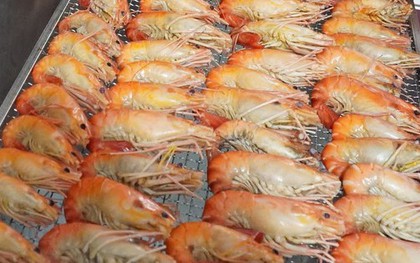 "Con tôm ôm cây lúa" bán 1 triệu đồng/kg nhờ bí quyết này