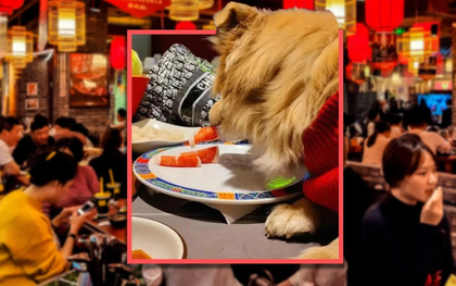 Cho chó ăn trực tiếp trên đĩa của nhà hàng, người chủ bị kiện