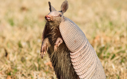 Tạo hóa chắc hẳn đã "photoshop" quá tay khi nặn ra 5 sinh vật này: Vừa lạ lùng, vừa đáng yêu đến mức khó tin