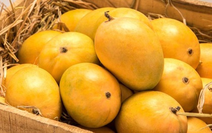 Khi mua xoài, nói đúng 1 câu này, người bán chột dạ và không dám qua mặt bạn