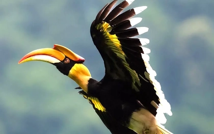 Chim Hồng Hoàng hiếm gặp liên tục bay vào nhà dân ở TPHCM