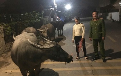 Gần 8 tiếng tìm chủ cho đàn trâu 6 con đi lạc ở Thanh Hoá