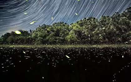 Chúng ta có thể là thế hệ cuối cùng được nhìn thấy đom đóm