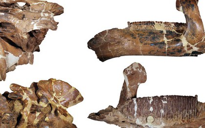 Quái vật dài 12 mét làm giới khoa học "lạc lối" hơn 100 năm