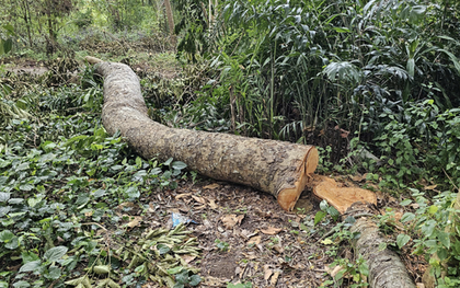Ai đứng sau vụ 41 cây xà cừ bị đốn hạ trong khu văn hoá ở Cần Thơ?