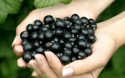 Loại quả nhỏ bé được vinh danh “Hương vị của năm 2026”: Giàu vitamin C vượt trội, tốt cho tim mạch và miễn dịch