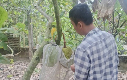 Giá mít Thái tăng cao nhưng vì sao nhà vườn miền Tây không vui?