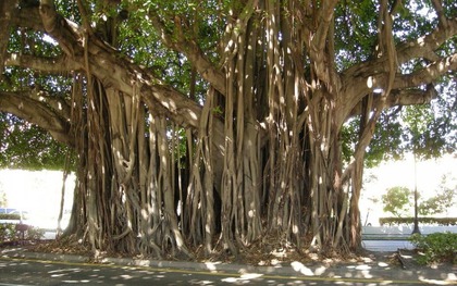 Ông bà nói: "Cây thuận đất thì thịnh, cây nghịch đất thì suy" - Có 3 cây tuyệt đối KHÔNG NÊN trồng trước cửa nhà