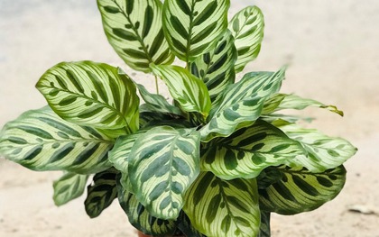 Loài cây này là "cây của năm 2026": Trồng 1 chậu trong nhà, gia chủ lên hương, có của ăn của để