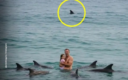 Bức ảnh sốc trên biển: Đàn cá heo vây quanh 2 cha con, khung cảnh thót tim nhưng sự thật là...
